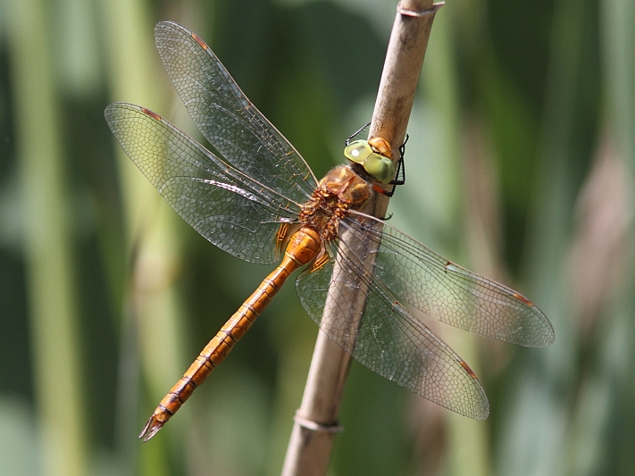 Isoaeschna isoceles (Green-eyed Hawker) male 3.JPG